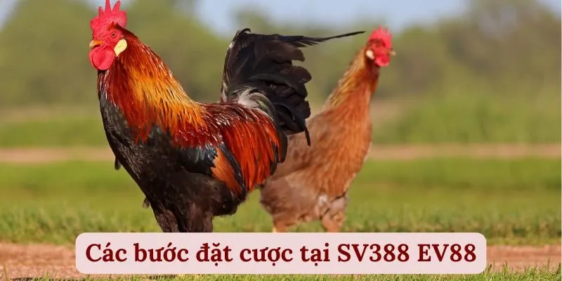 Các bước đặt cược tại SV388 EV88