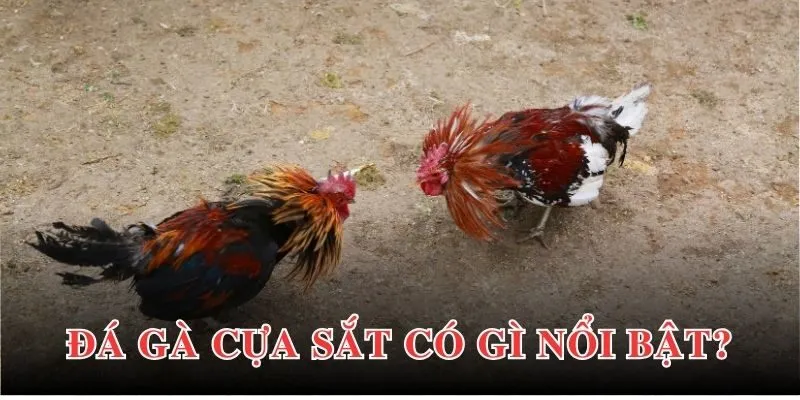 Cá cược đá gà cựa sắt được yêu thích vì lý do nào?
