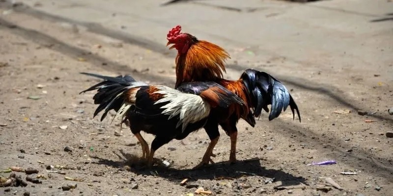 Khái quát về cách chọn gà chọi hay tại EV88